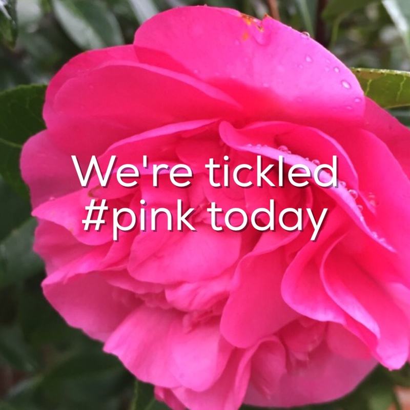 Plant image Camellia japonica 'Pink'