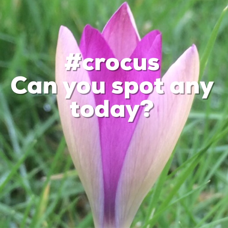 plant image 17573