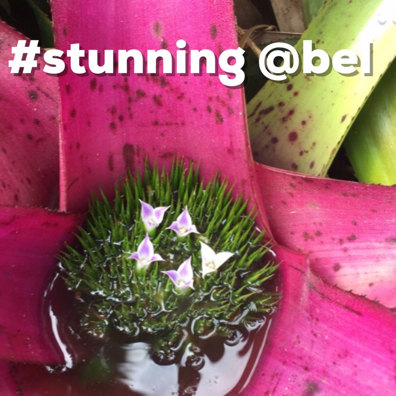 Plant image Neoregelia