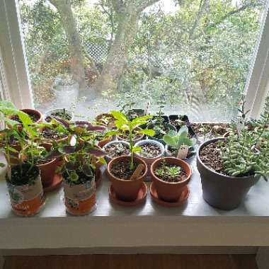Tristan's garden