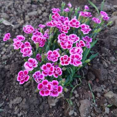 Dianthus barbatus
