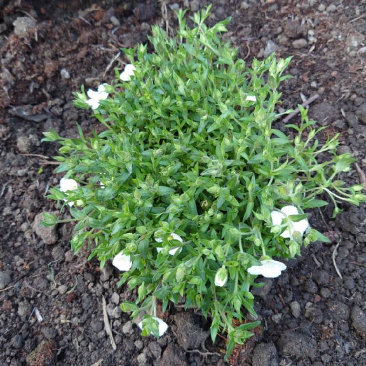 plant image 1471608