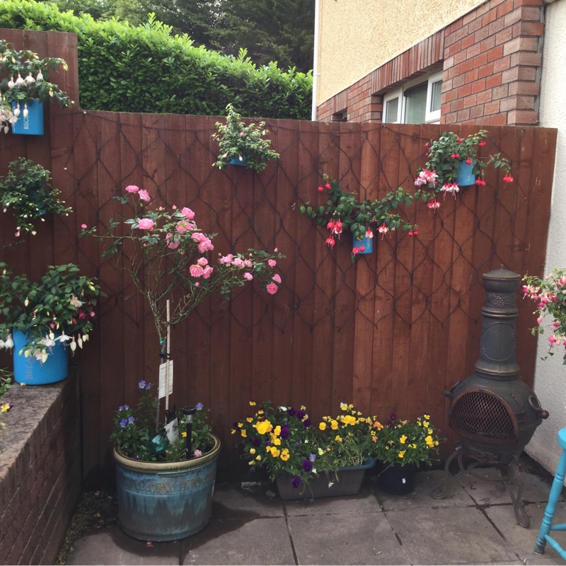 Jayne's garden