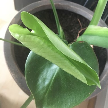 Swiss Cheese Plant 'Tauerii'