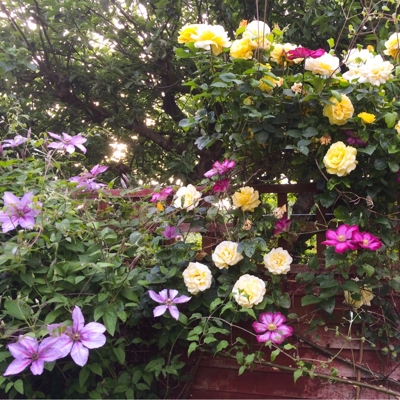 Tina's garden