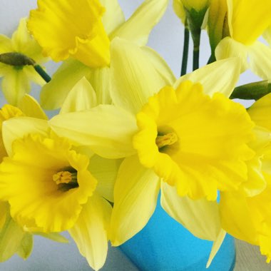 Narcissus