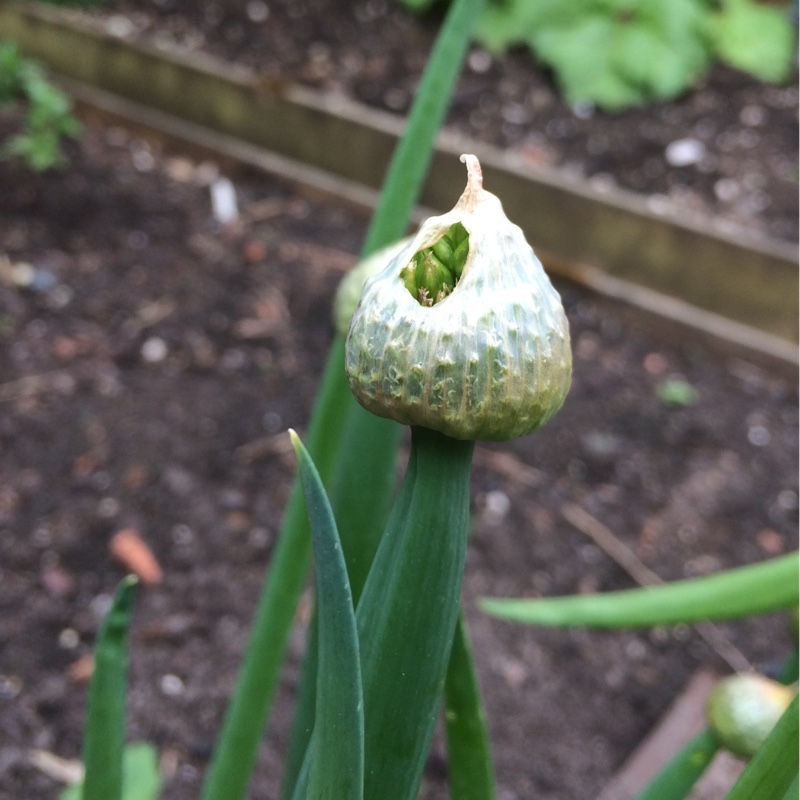 Tina's garden