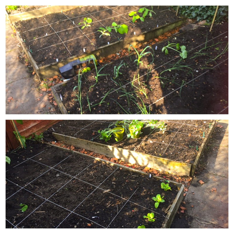 Tina's garden
