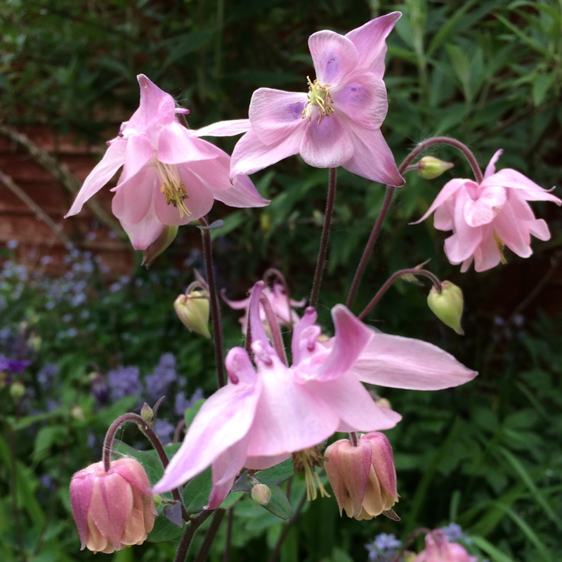 Tina's garden