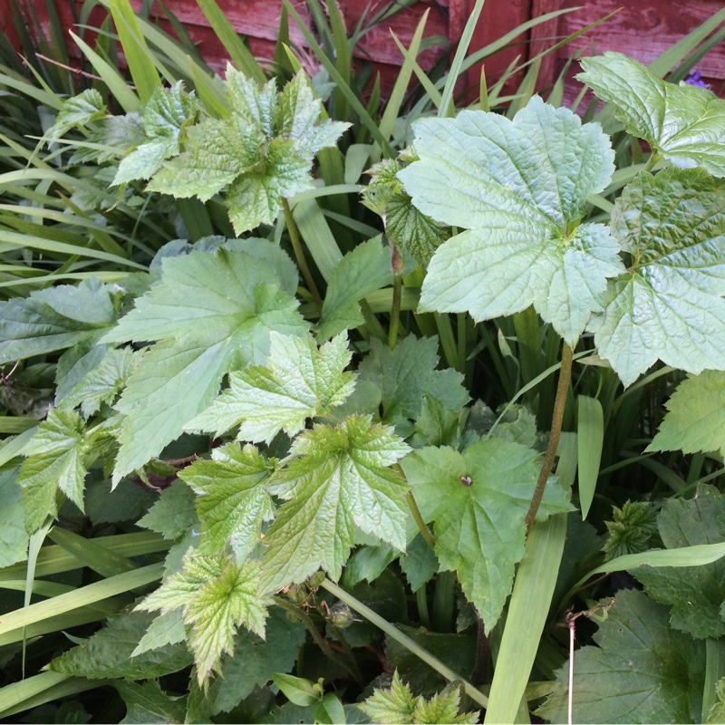 Tina's garden