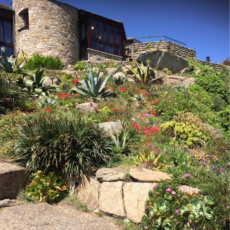 Tina's garden