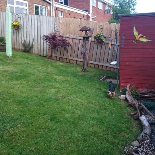 Tina's garden
