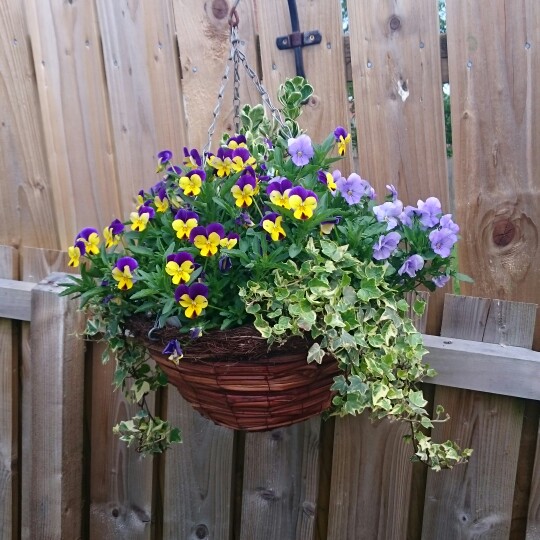 Tina's garden