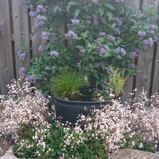 Tina's garden