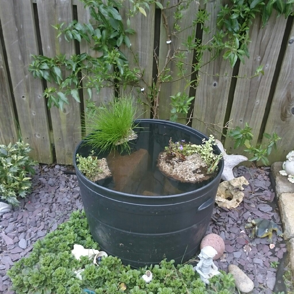 Tina's garden