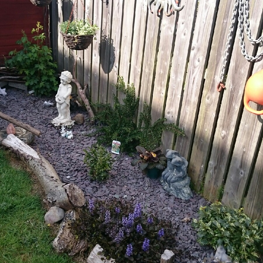 Tina's garden