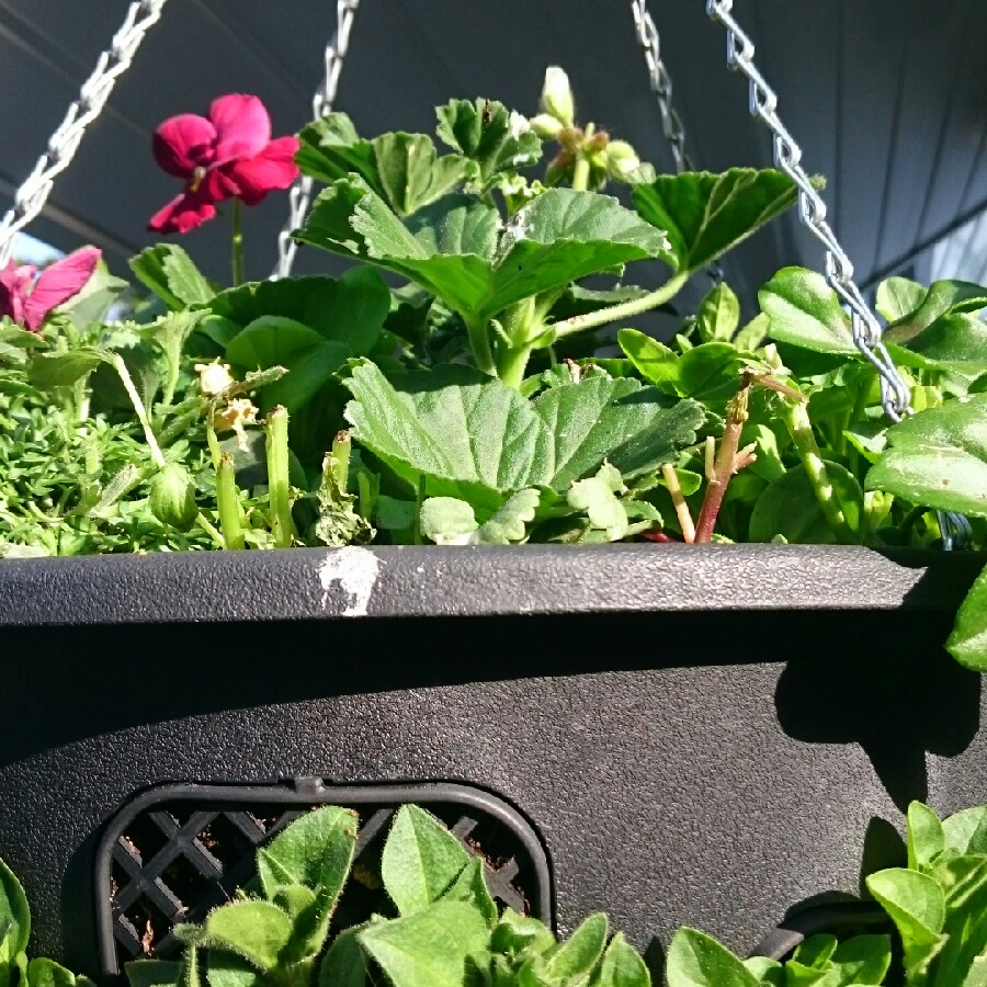 Tina's garden