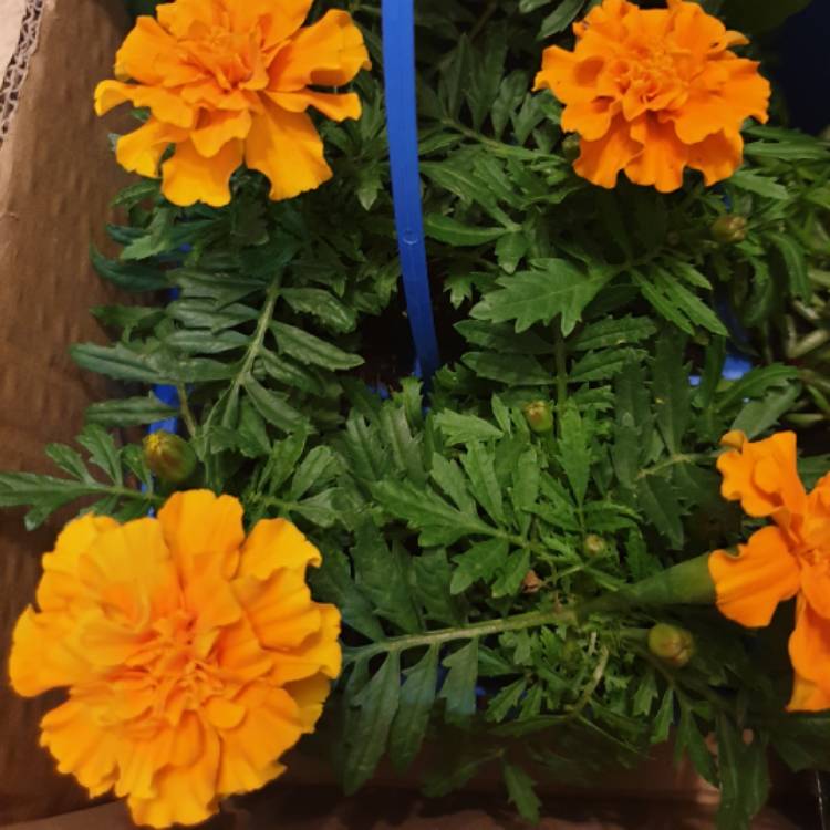 Plant image Calendula 'Orange King'