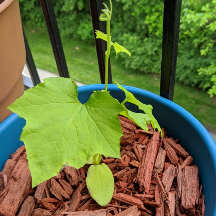 Plant image Luffa aegyptiaca