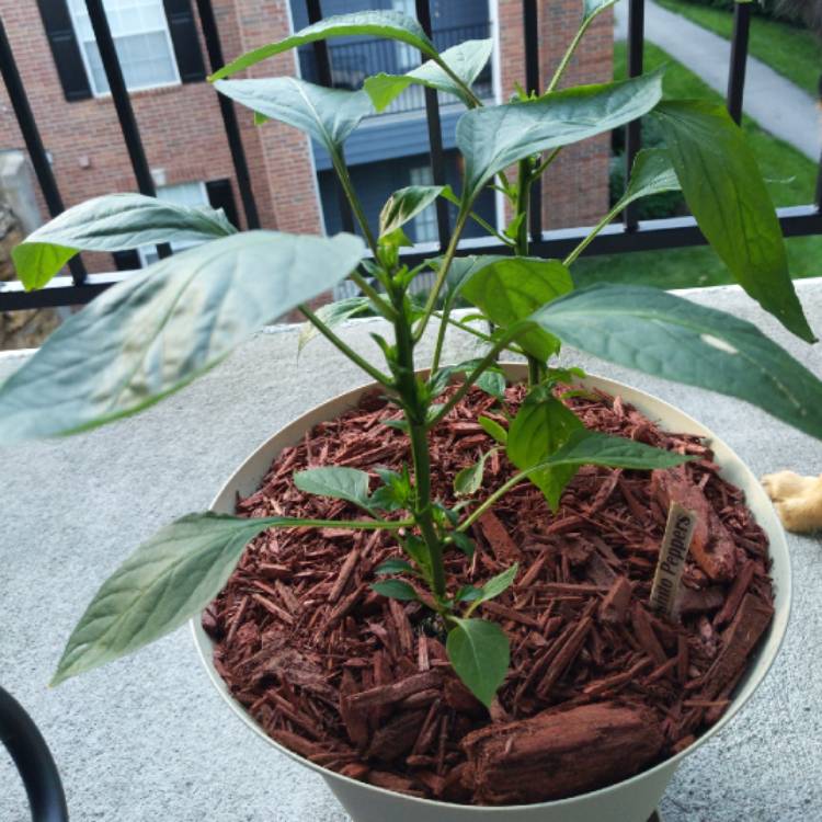 plant image 1317231