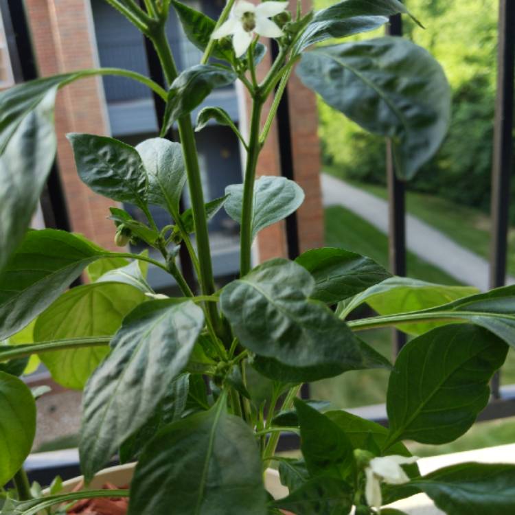 plant image 1334285