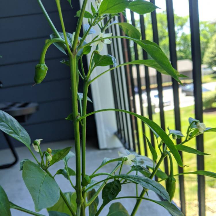 Plant image Capsicum annuum var. annuum 'Shishito'