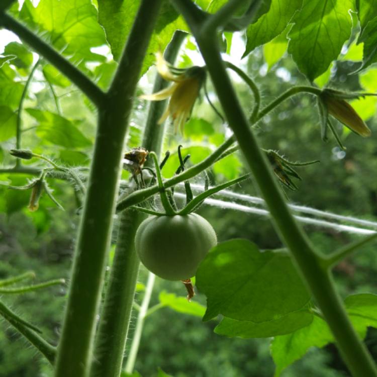 Plant image Solanum lycopersicum 'Abraham Lincoln' syn. Solanum lycopersicum 'Abe Lincoln'