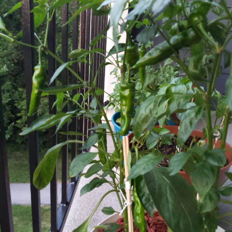 plant image 1357723