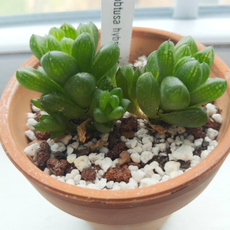 plant image 1359010 plant image 1359010