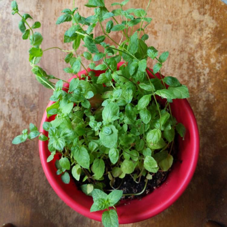 plant image 1360309