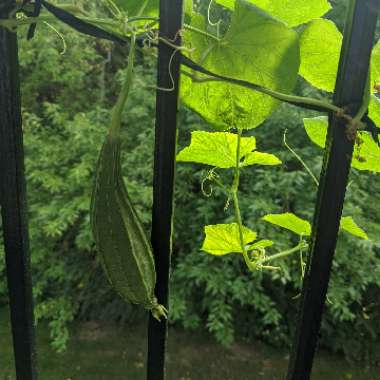 Luffa aegyptiaca