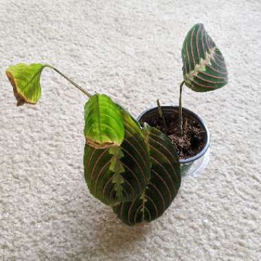 Maranta Leuconeura Var. Erythroneura