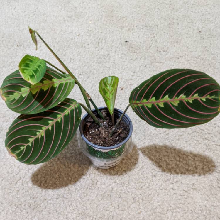 plant image 1397866 plant image 1397866
