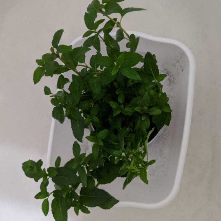 plant image 1401359