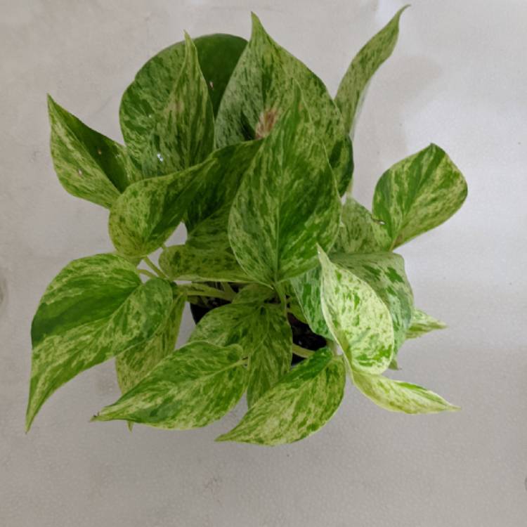 plant image 1401363