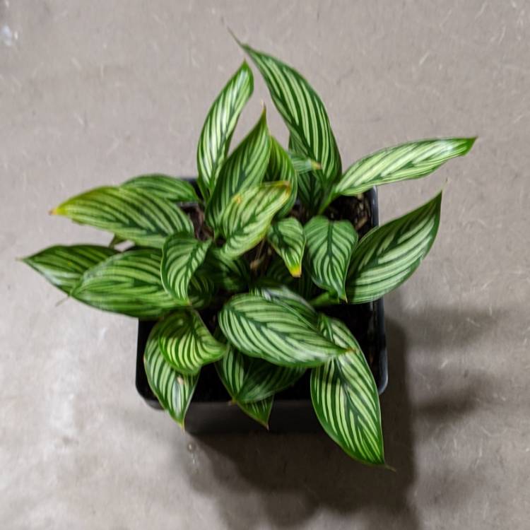 plant image 1407294