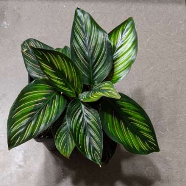 Calathea Ornata 'Beauty Star'