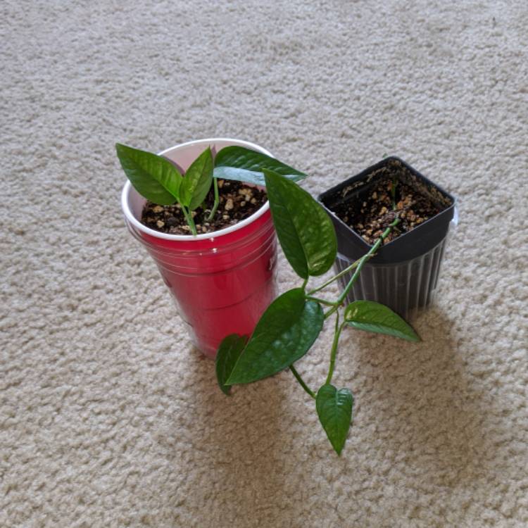 plant image 1411107