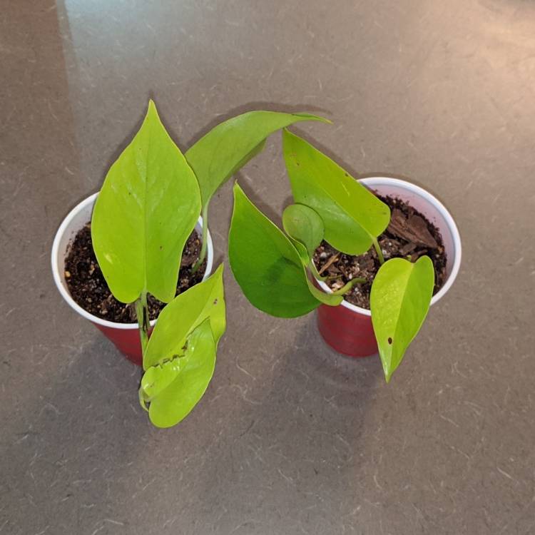 plant image 1412996