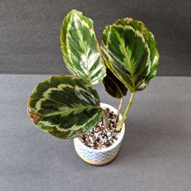 Calathea roseopicta 'Medallion'