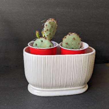 Opuntia Basilaris 'Baby Rita'
