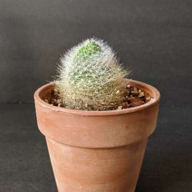 Rebutia fiebrigii syn. Rebutia albipilosa, Aylostera albipilosa, Rebutia simoniana