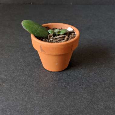 Crassula ovata