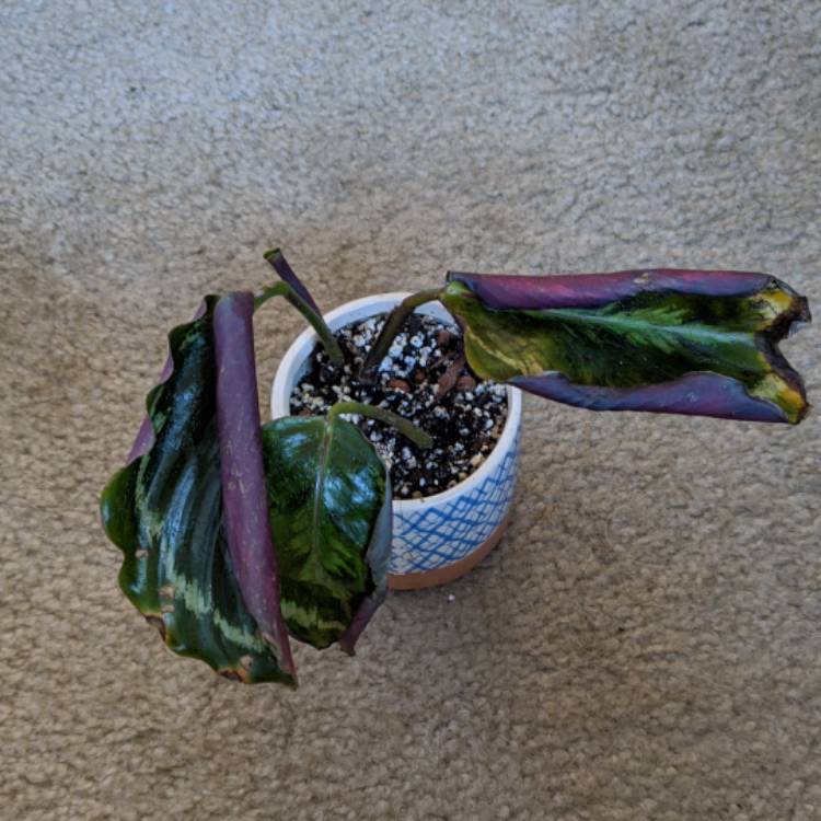 plant image 1418445 plant image 1418445