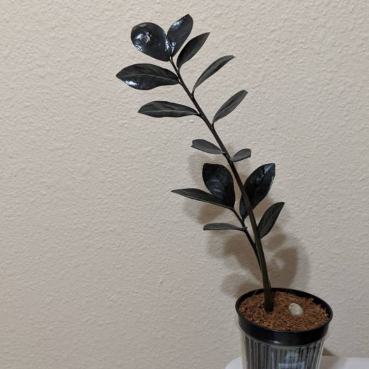 plant image 1419787