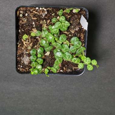 Peperomia prostrata
