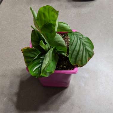Calathea Orbifolia