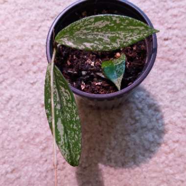 Hoya Pubicalyx ‘Splash'