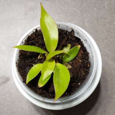Philodendron 'Prince of Orange' syn. Philodendron 'Orange Prince'