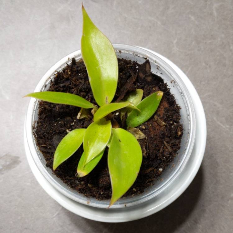 plant image 1430417 plant image 1430417
